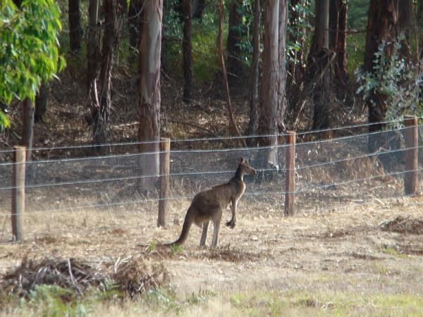 Clover Cottage Country Retreat Manjimup Exterior photo